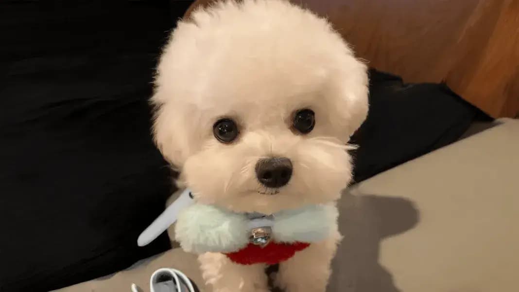 Mascota gratuita a IA humana