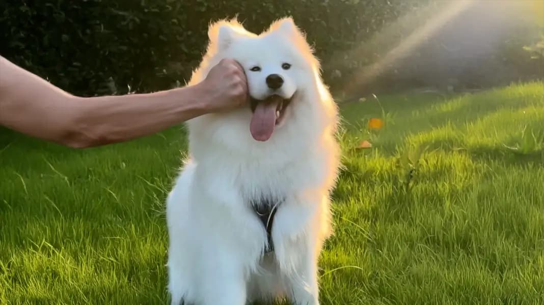 無料のAIパンチエフェクト